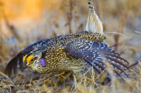 Grassland Dance