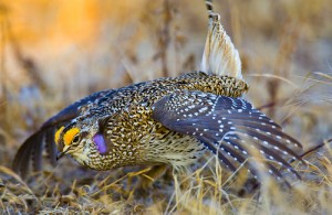 Sharp-tailed Grouse