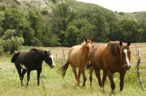 Middle Loup River Trips