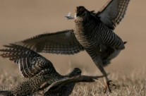 Sharptailed Grouse