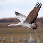 sandhill-crane-flying-close-up