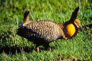 Prairie Chicken